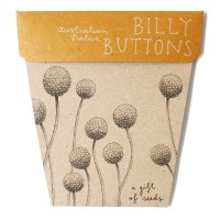 Sow 'N Sow Gift of Seeds Billy Buttons  